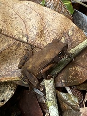 Rhinella crucifer