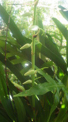 Angraecum eburneum image