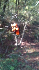 Micrathena glyptogonoides