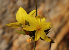 Bobartia