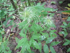 Clematis alpina sibirica