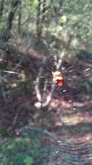 Micrathena glyptogonoides