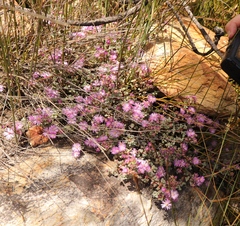 Oscularia deltoides