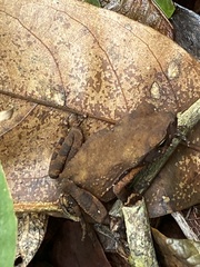Rhinella crucifer