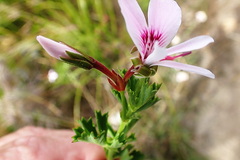 Pelargonium ternatum