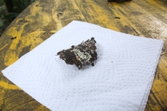 Ceratiomyxa fruticulosa fruticulosa