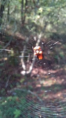 Micrathena glyptogonoides