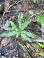 Alternanthera philoxeroides