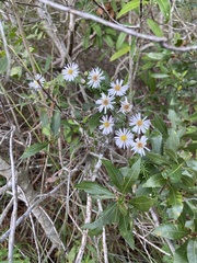 Ampelaster carolinianus