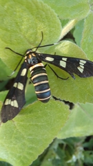 Syntomeida melanthus