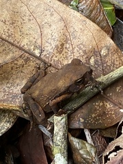 Rhinella crucifer
