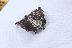 Ceratiomyxa fruticulosa fruticulosa