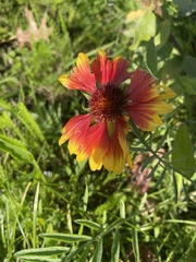 Gaillardia