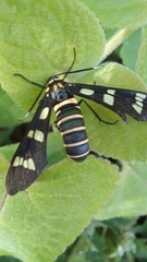 Syntomeida melanthus