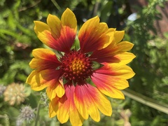Gaillardia