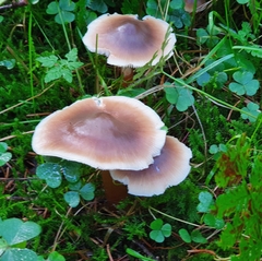 Rhodocollybia butyracea