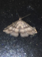 Phalaenostola larentioides