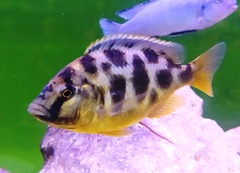 Nimbochromis venustus