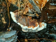 Heterobasidion annosum