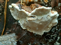 Heterobasidion annosum