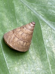 Pseudoxychona spiritualis