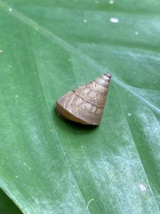 Pseudoxychona spiritualis