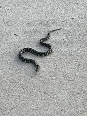 Lampropeltis nigra