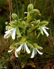 Bonatea speciosa