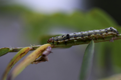 Spodoptera litura