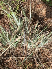 Andropogon capillipes