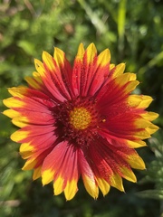 Gaillardia