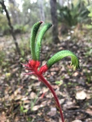 Anigozanthos manglesii