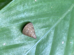 Pseudoxychona spiritualis