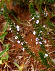 Muraltia satureioides