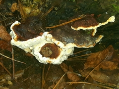 Heterobasidion annosum
