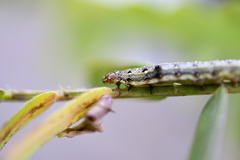 Spodoptera litura