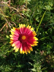 Gaillardia