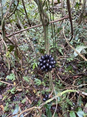 Chondrodendron microphyllum
