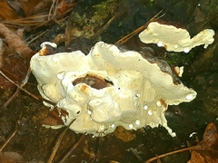 Heterobasidion annosum