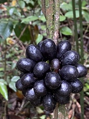 Chondrodendron microphyllum
