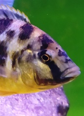 Nimbochromis venustus