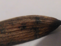 Neosetophoma samarorum