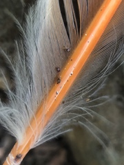 Ornithonyssus