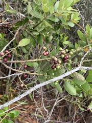Ilex