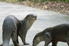 Lutrogale perspicillata