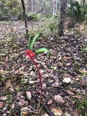 Anigozanthos manglesii
