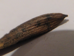 Neosetophoma samarorum