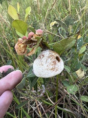 Exobasidium ferrugineae