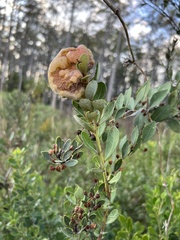 Exobasidium ferrugineae