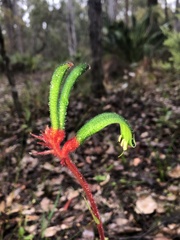 Anigozanthos manglesii